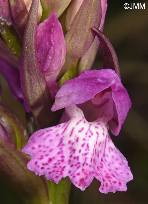 Dactylorhiza sp.