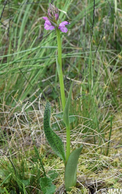 Dactylorhiza sp.