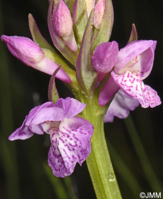 Dactylorhiza sp.