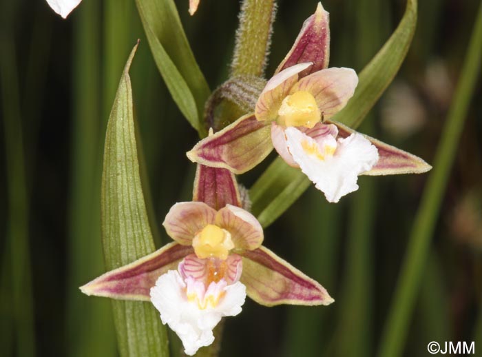 Epipactis palustris