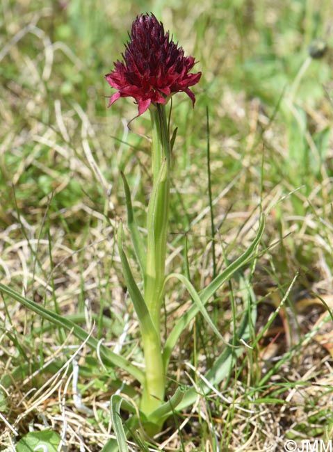 Gymnadenia bucegiana