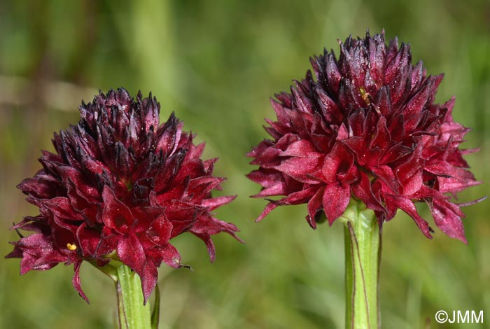 Gymnadenia bucegiana