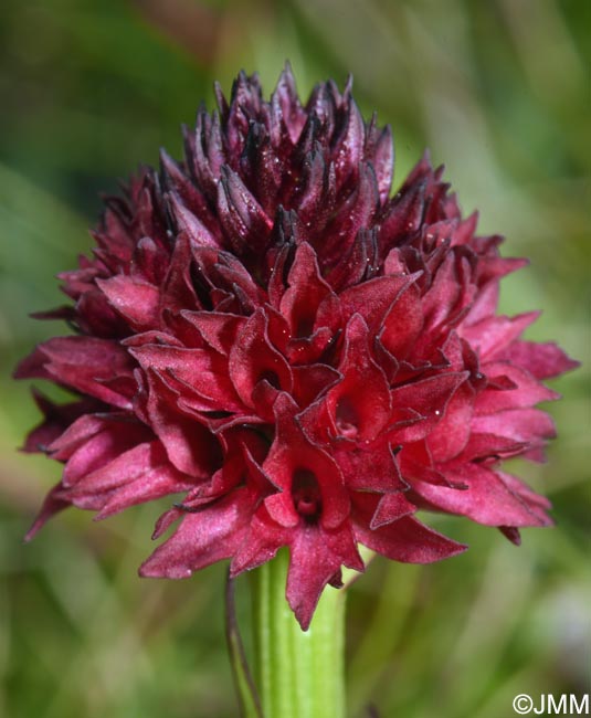 Gymnadenia bucegiana