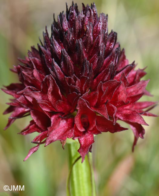 Gymnadenia bucegiana