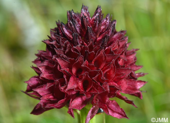 Gymnadenia bucegiana