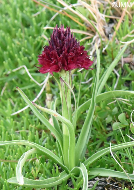Gymnadenia bucegiana