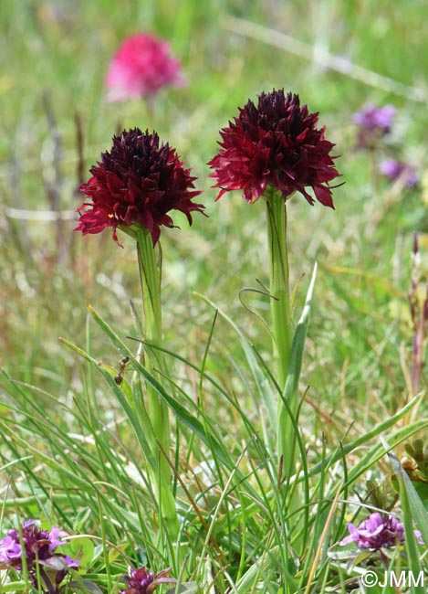 Gymnadenia bucegiana