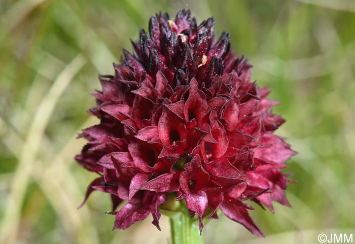 Gymnadenia bucegiana
