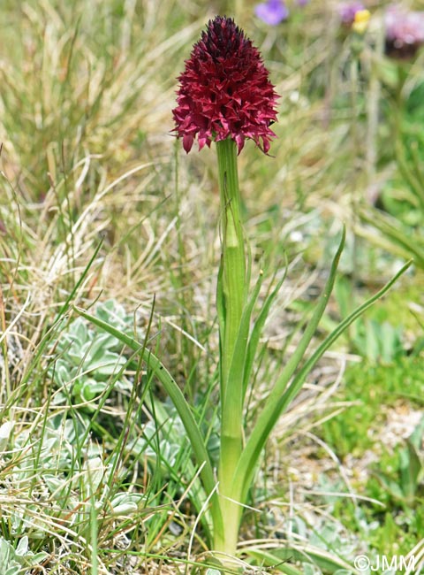 Gymnadenia bucegiana