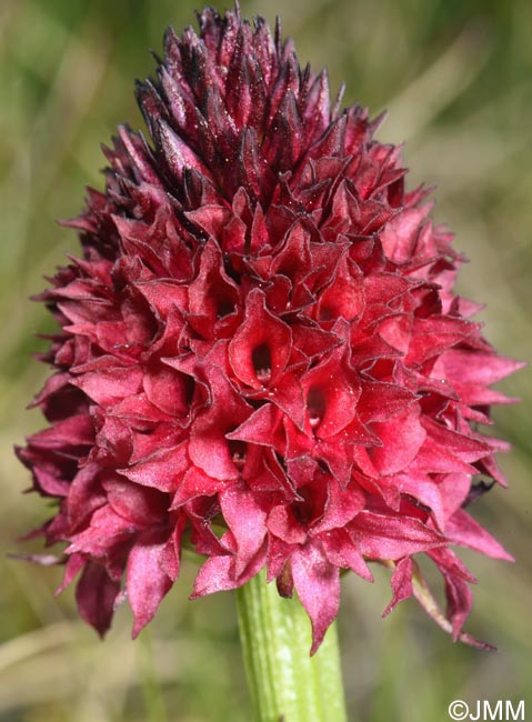 Gymnadenia bucegiana