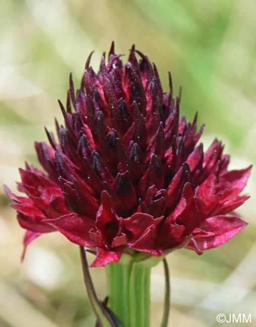 Gymnadenia bucegiana