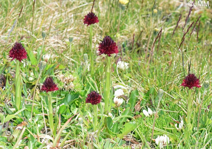Gymnadenia bucegiana