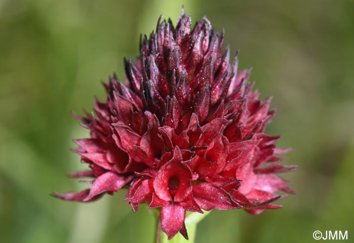 Gymnadenia bucegiana