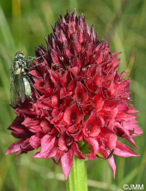 Gymnadenia bucegiana
