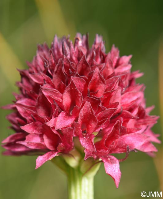 Gymnadenia bucegiana