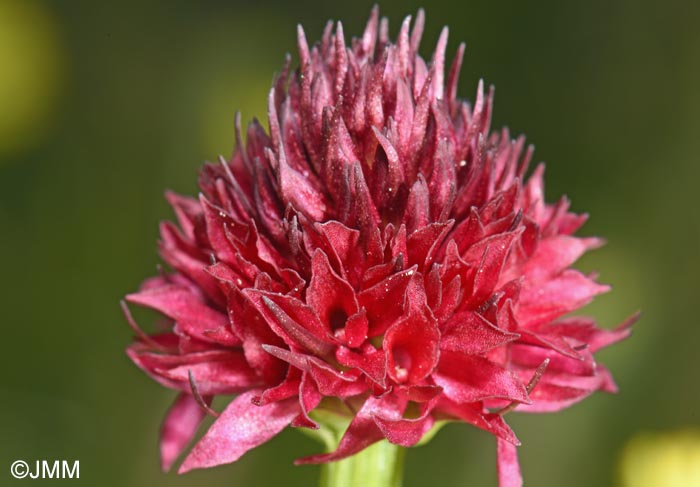Gymnadenia bucegiana