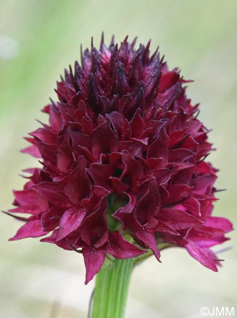 Gymnadenia bucegiana