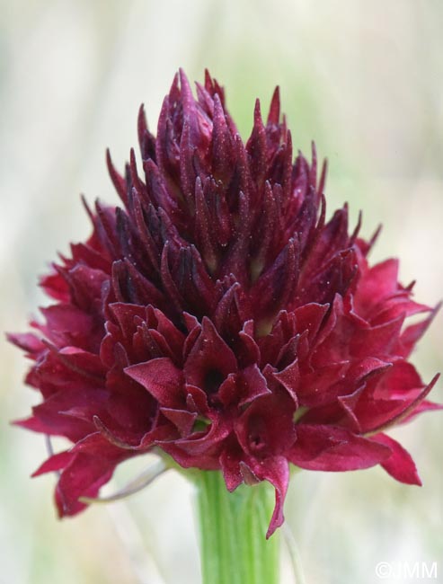 Gymnadenia bucegiana