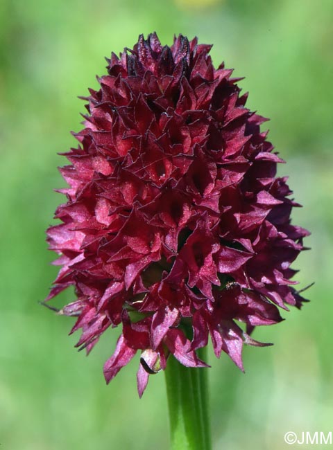 Gymnadenia bucegiana