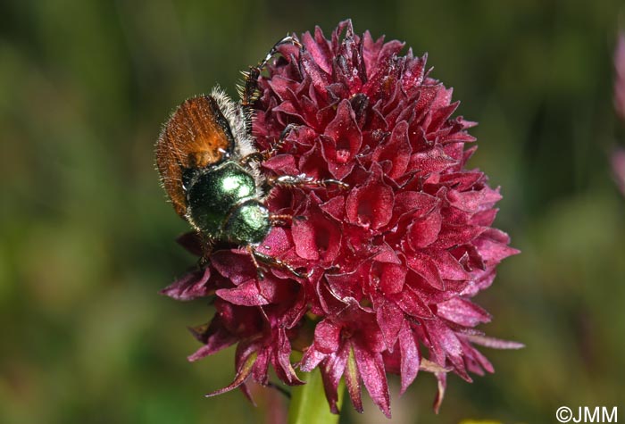 Gymnadenia bucegiana