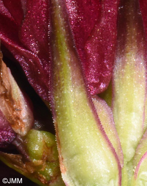 Gymnadenia bucegiana : dtails des bractes
