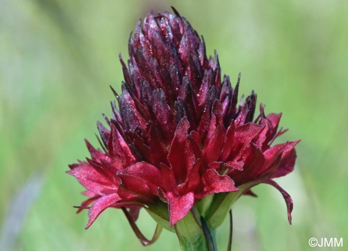 Gymnadenia bucegiana