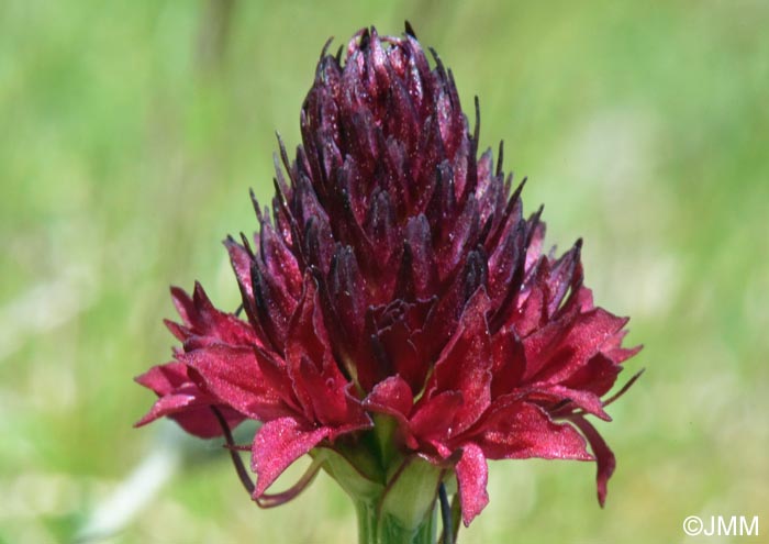 Gymnadenia bucegiana