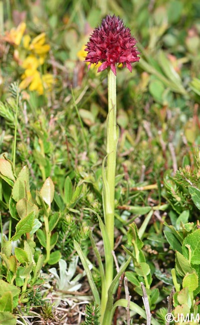 Gymnadenia bucegiana