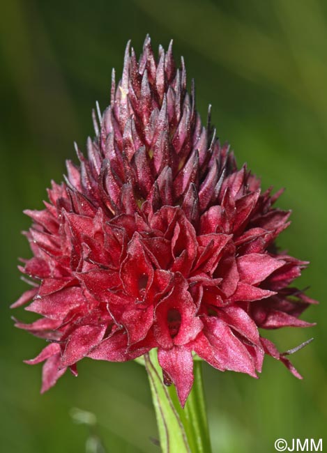 Gymnadenia bucegiana