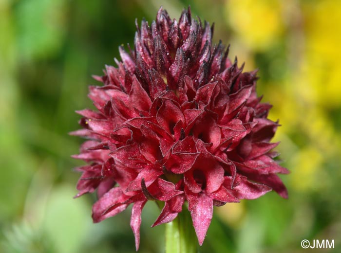 Gymnadenia bucegiana