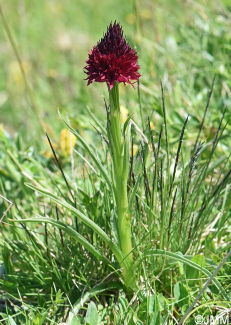 Gymnadenia bucegiana
