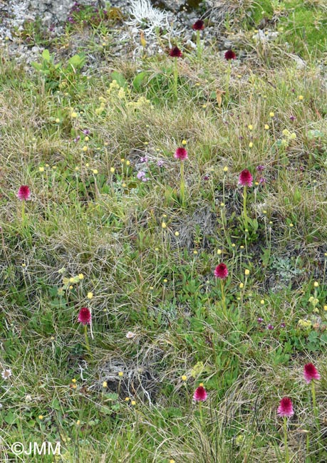 Gymnadenia bucegiana & Gymnadenia winkeliana