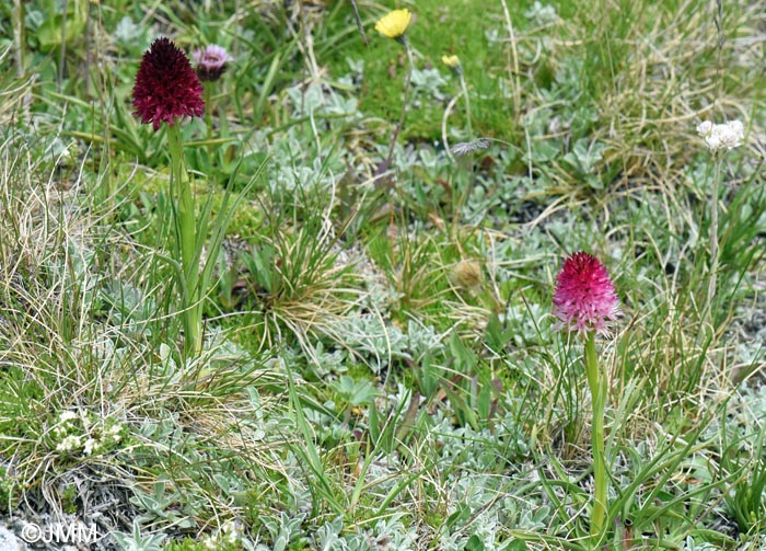 Gymnadenia bucegiana & Gymnadenia winkeliana
