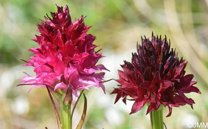 Gymnadenia bucegiana & Gymnadenia winkeliana
