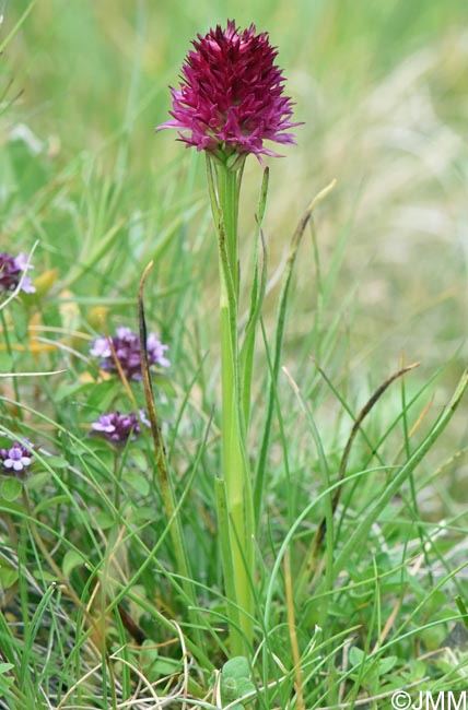 Gymnadenia bucegiana x Gymnadenia winkeliana