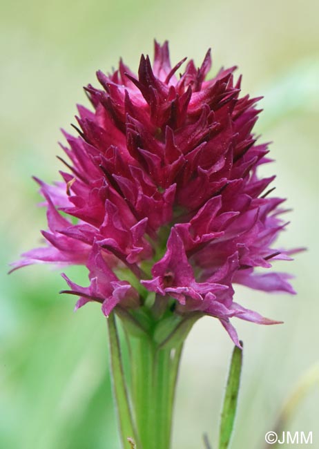 Gymnadenia bucegiana x Gymnadenia winkeliana