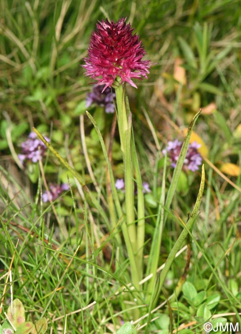 Gymnadenia bucegiana x Gymnadenia winkeliana