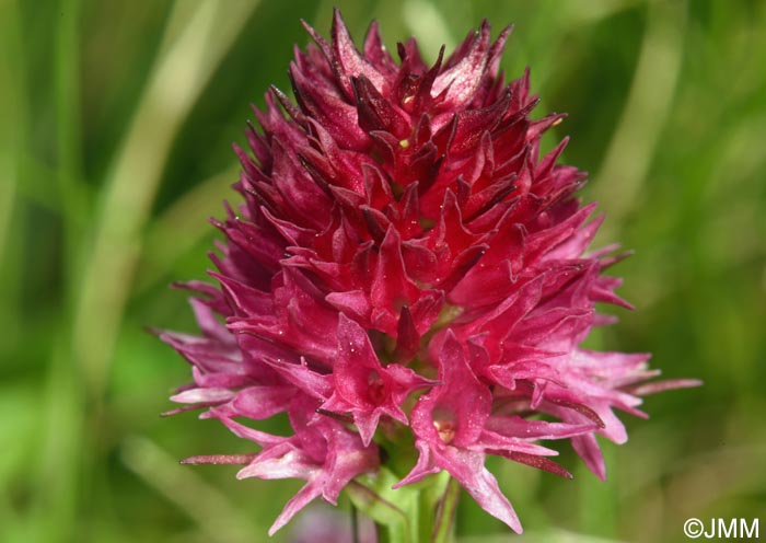 Gymnadenia bucegiana x Gymnadenia winkeliana