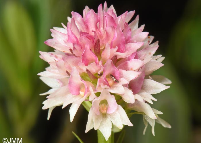 Gymnadenia carpatica