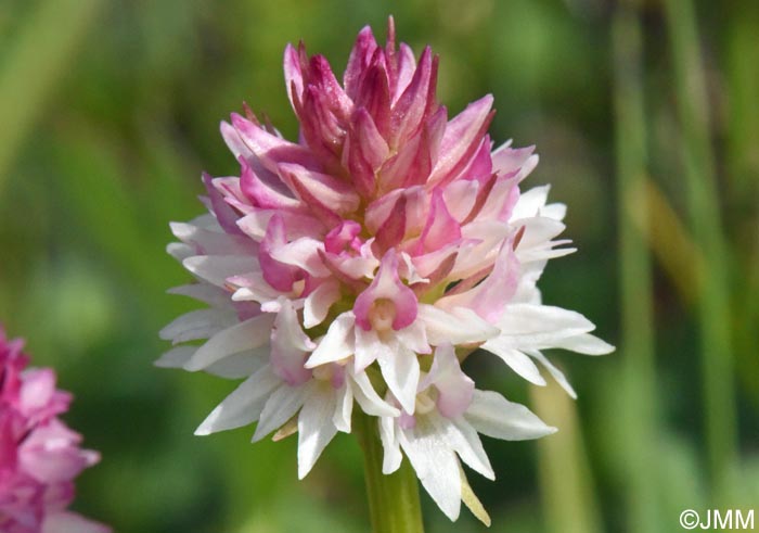 Gymnadenia carpatica