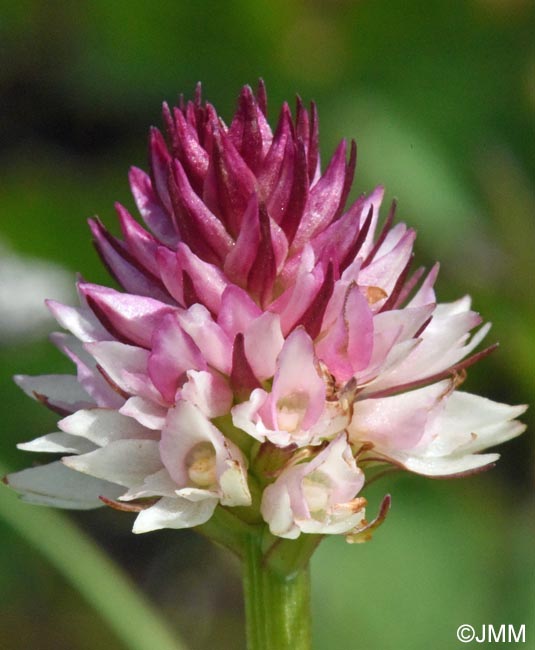 Gymnadenia carpatica