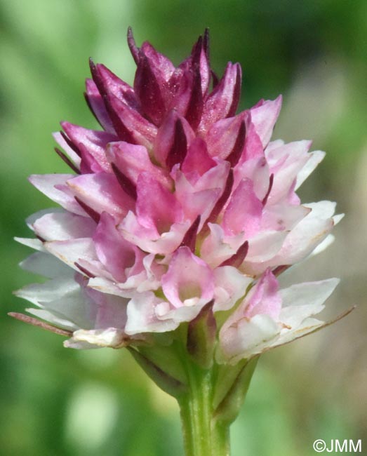 Gymnadenia carpatica