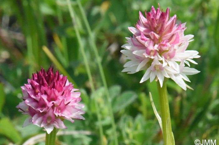 Gymnadenia carpatica