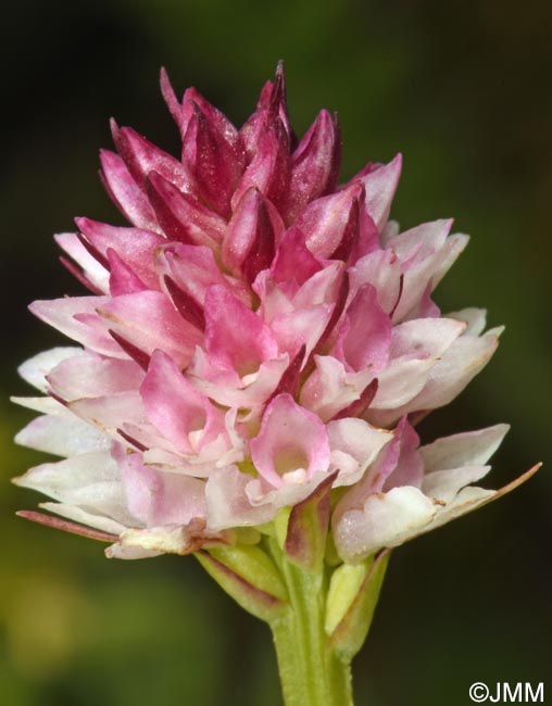 Gymnadenia carpatica