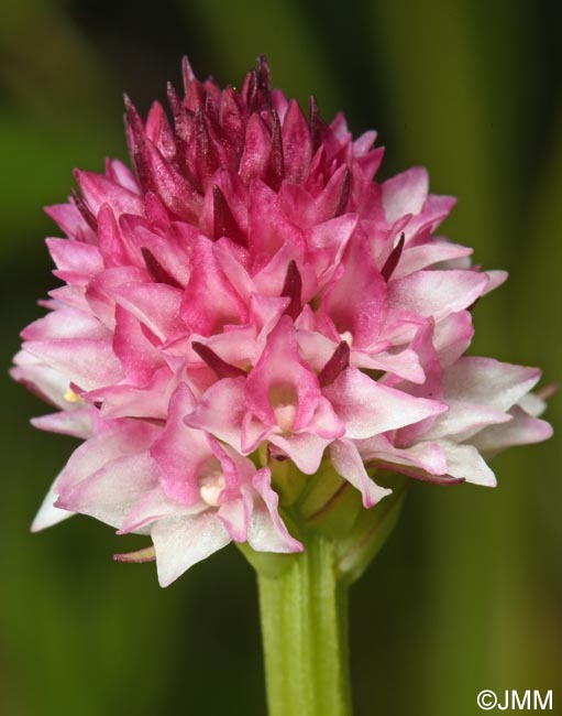 Gymnadenia carpatica