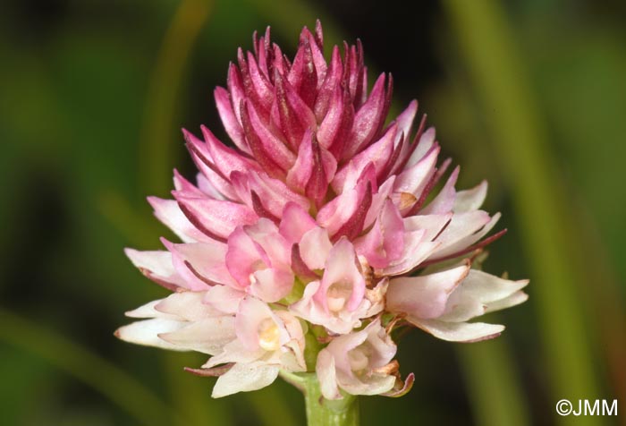 Gymnadenia carpatica