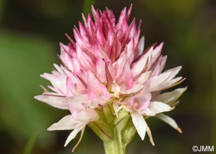 Gymnadenia carpatica