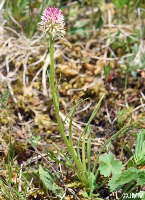 Gymnadenia carpatica