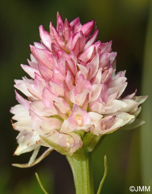 Gymnadenia carpatica