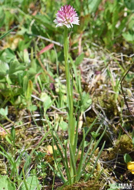 Gymnadenia carpatica